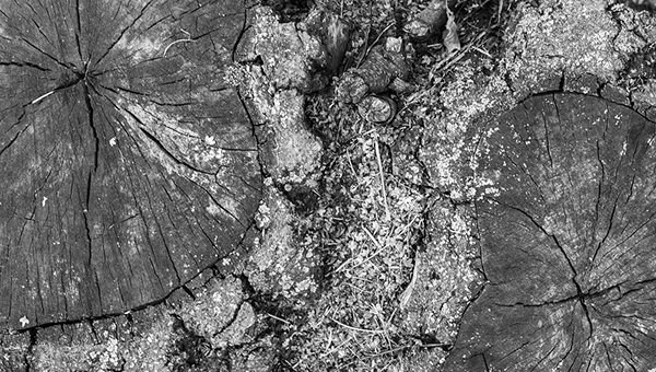 Déboisement la-foret-poumon-de-la-planete-verneco-environnement-quotidien