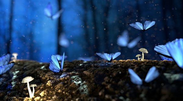 Espèces en forêt la-foret-poumon-de-la-planete-verneco-environnement-quotidien
