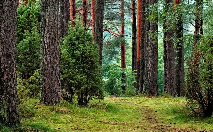 la-foret-poumon-de-la-planete-verneco-environnement-quotidien